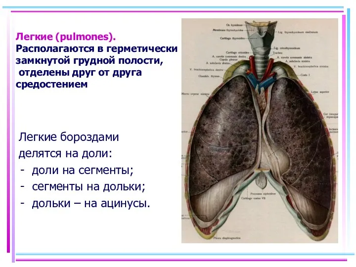 Легкие (pulmones). Располагаются в герметически замкнутой грудной полости, отделены друг от друга средостением