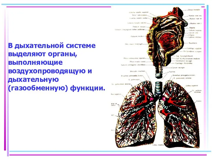 В дыхательной системе выделяют органы, выполняющие воздухопроводящую и дыхательную (газообменную) функции.