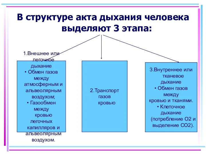 В структуре акта дыхания человека выделяют 3 этапа: 1.Внешнее или