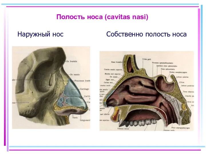 Полость носа (cavitas nasi) Наружный нос Собственно полость носа