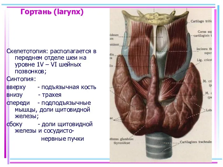 Гортань (larynx) Скелетотопия: располагается в переднем отделе шеи на уровне 1V – VI