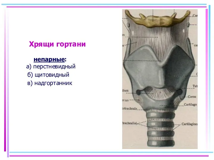 Хрящи гортани непарные: а) перстневидный б) щитовидный в) надгортанник