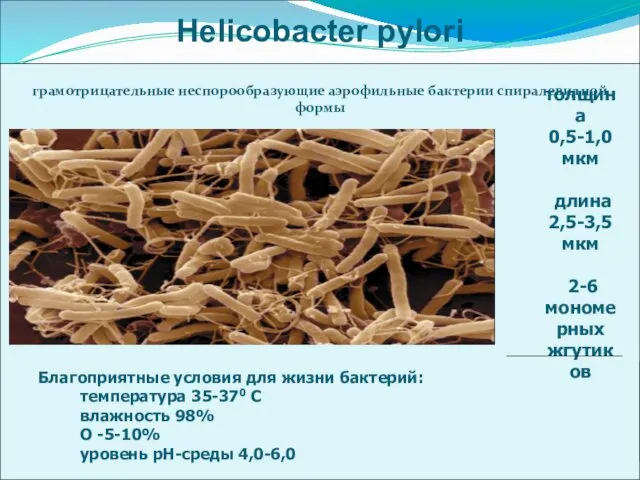 Helicobacter pylori толщина 0,5-1,0 мкм длина 2,5-3,5 мкм 2-6 мономерных