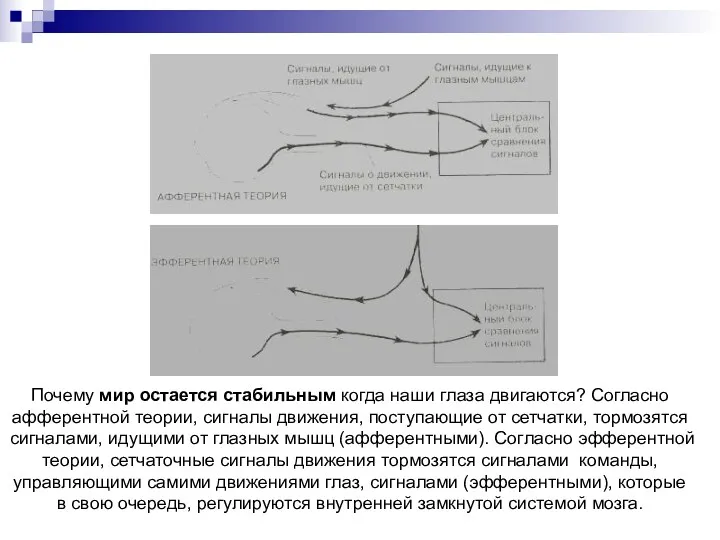 Почему мир остается стабильным когда наши глаза двигаются? Согласно афферентной