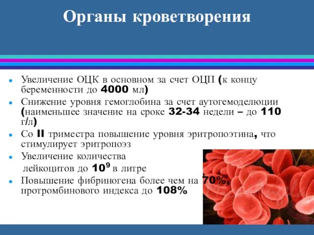 Органы кроветворения Увеличение ОЦК в основном за счет ОЦП (к