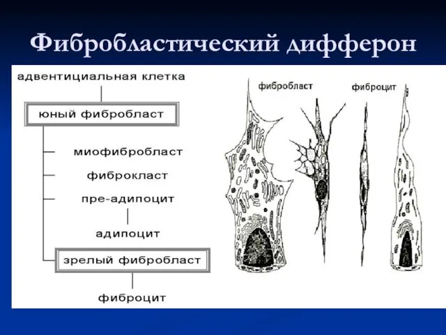 Фибробластический дифферон