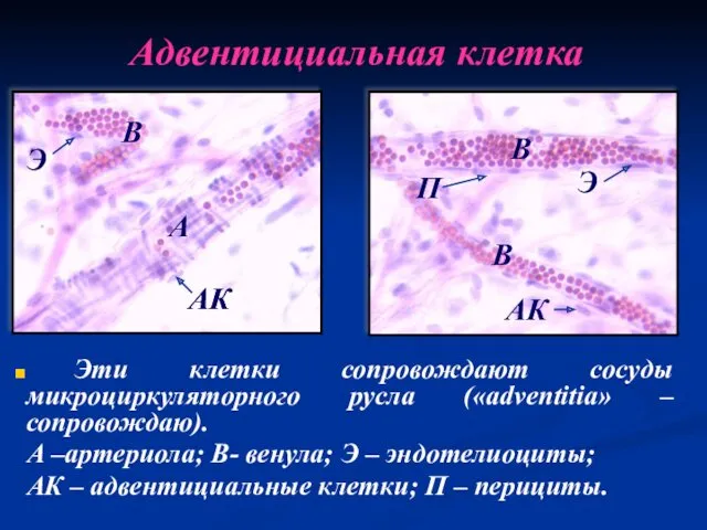 Адвентициальная клетка Эти клетки сопровождают сосуды микроциркуляторного русла («adventitia» –