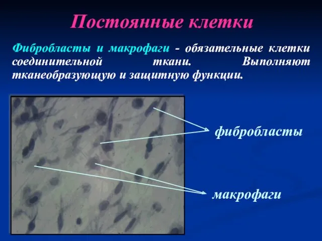 Постоянные клетки Фибробласты и макрофаги - обязательные клетки соединительной ткани.