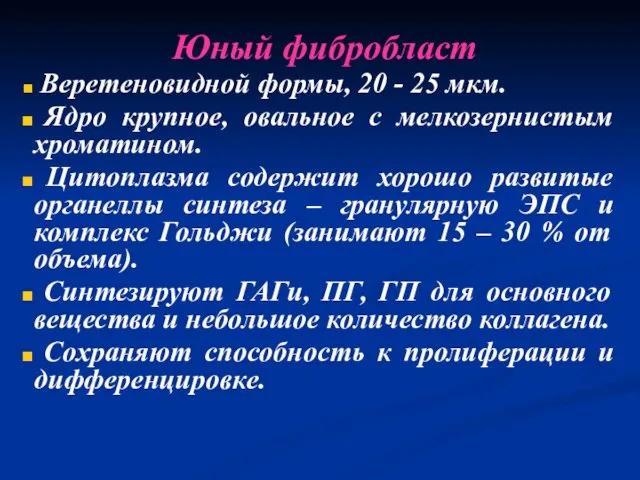 Юный фибробласт Веретеновидной формы, 20 - 25 мкм. Ядро крупное,