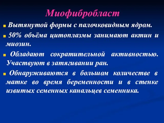 Миофибробласт Вытянутой формы с палочковидным ядром. 50% объёма цитоплазмы занимают