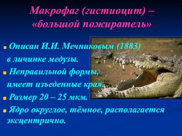 Макрофаг (гистиоцит) – «большой пожиратель» Описан И.И. Мечниковым (1883) в