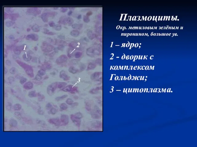 Плазмоциты. Окр. метиловым зелёным и пиронином, большое ув. 1 –