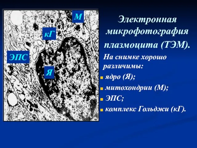 Электронная микрофотография плазмоцита (ТЭМ). На снимке хорошо различимы: ядро (Я);