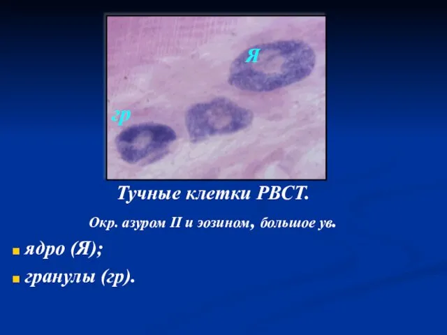 Тучные клетки РВСТ. Окр. азуром II и эозином, большое ув. ядро (Я); гранулы (гр). Я гр