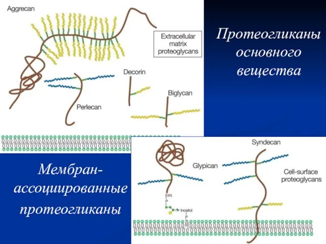 Протеогликаны основного вещества Мембран-ассоциированные протеогликаны