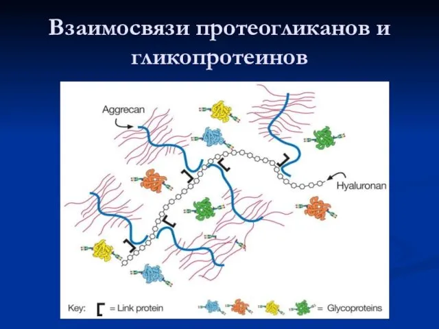 Взаимосвязи протеогликанов и гликопротеинов