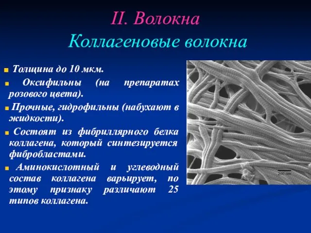 II. Волокна Коллагеновые волокна Толщина до 10 мкм. Оксифильны (на