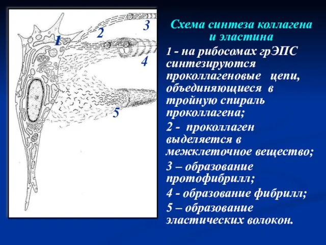 Схема синтеза коллагена и эластина 1 - на рибосомах грЭПС