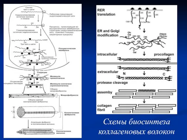 Схемы биосинтеза коллагеновых волокон