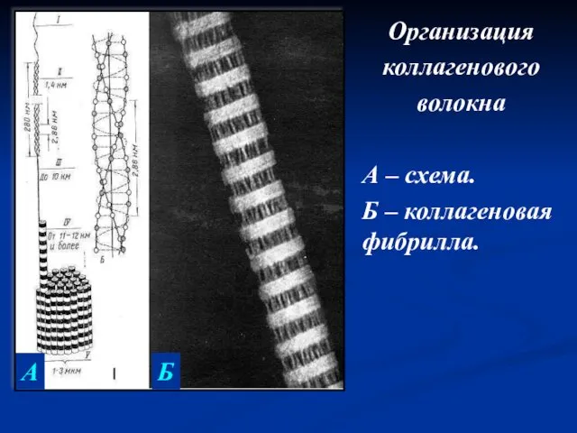 Организация коллагенового волокна А – схема. Б – коллагеновая фибрилла. А Б