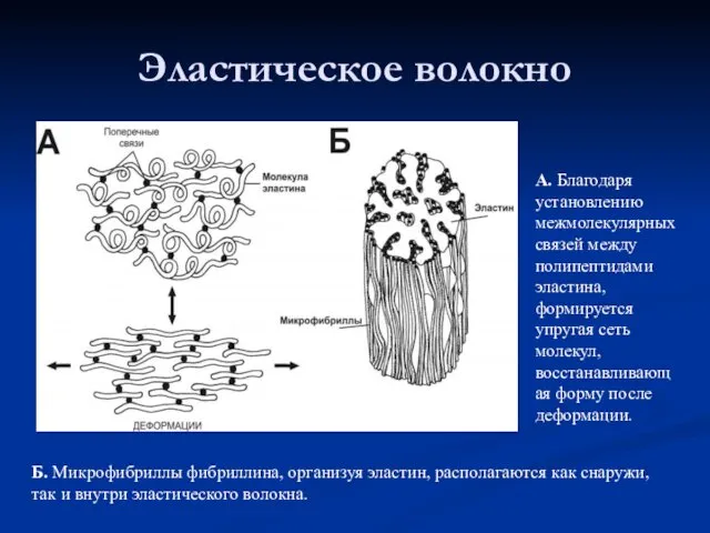 Эластическое волокно Б. Микрофибриллы фибриллина, организуя эластин, располагаются как снаружи,