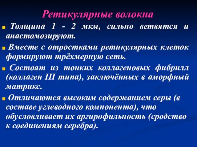 Ретикулярные волокна Толщина 1 - 2 мкм, сильно ветвятся и