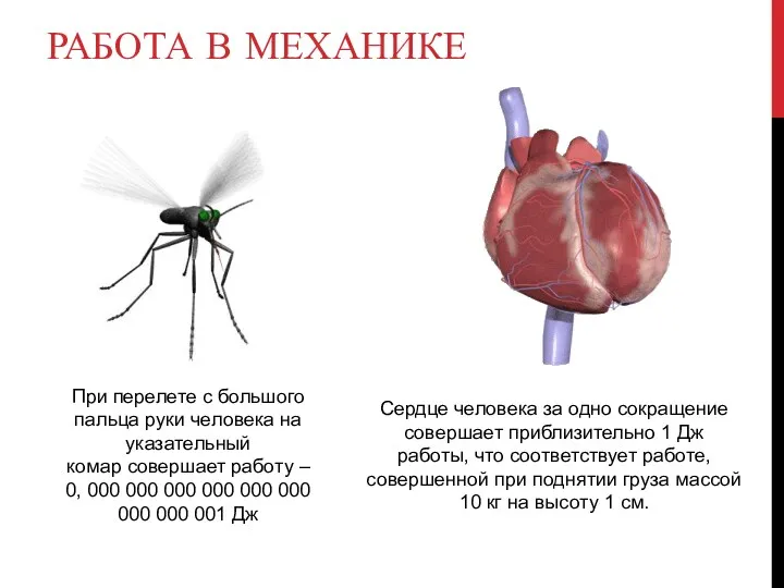 РАБОТА В МЕХАНИКЕ При перелете с большого пальца руки человека на указательный комар
