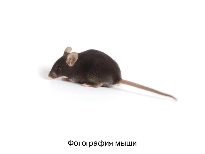 Фотография мыши