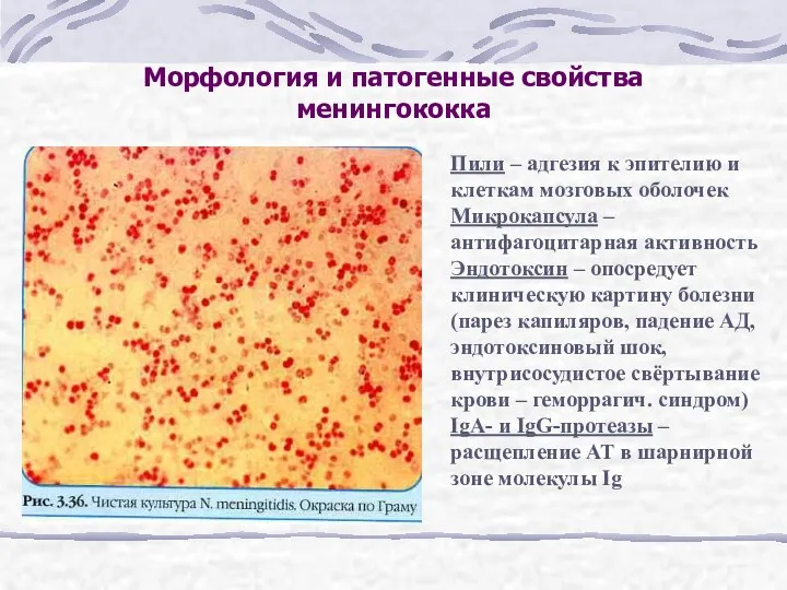 Морфология и патогенные свойства менингококка Пили – адгезия к эпителию
