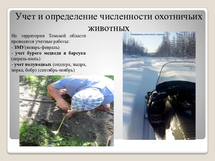 Учет и определение численности охотничьих животных На территории Томской области