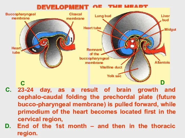 DEVELOPMENT OF THE HEART 23-24 day, as a result of