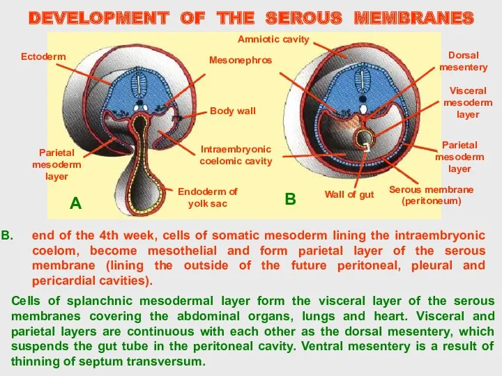 Cells of splanchnic mesodermal layer form the visceral layer of