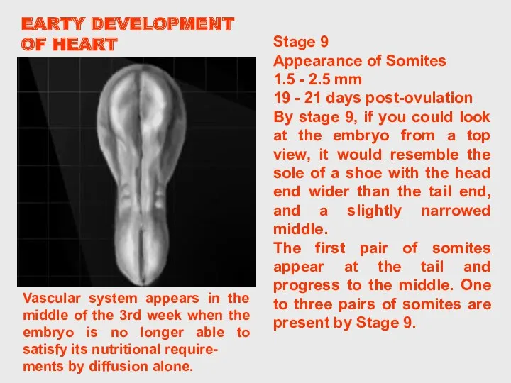 Stage 9 Appearance of Somites 1.5 - 2.5 mm 19