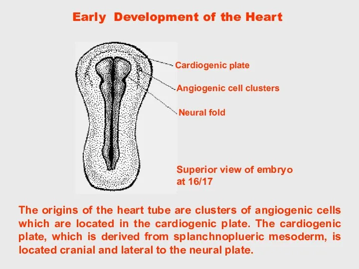 The origins of the heart tube are clusters of angiogenic