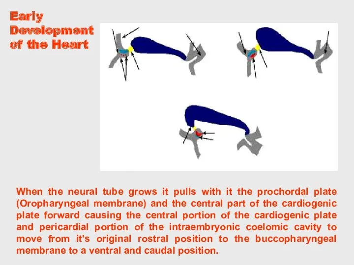 When the neural tube grows it pulls with it the