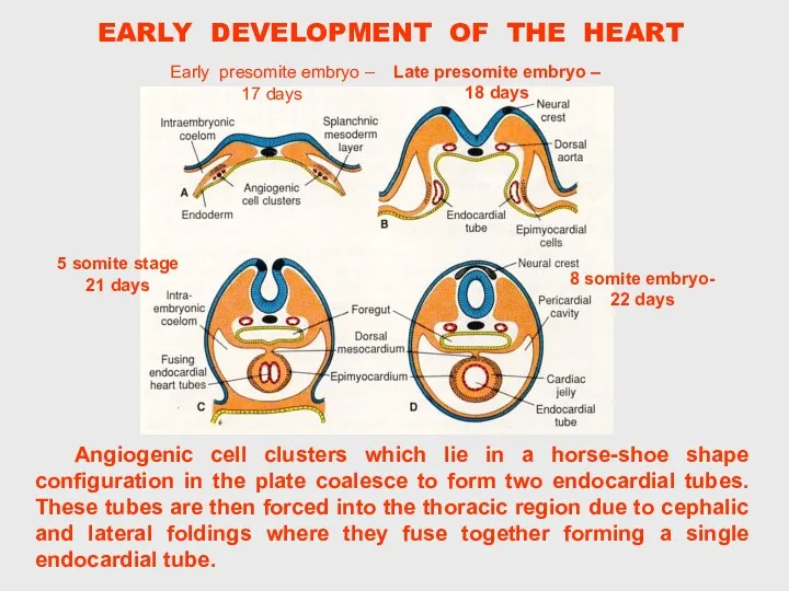 Angiogenic cell clusters which lie in a horse-shoe shape configuration