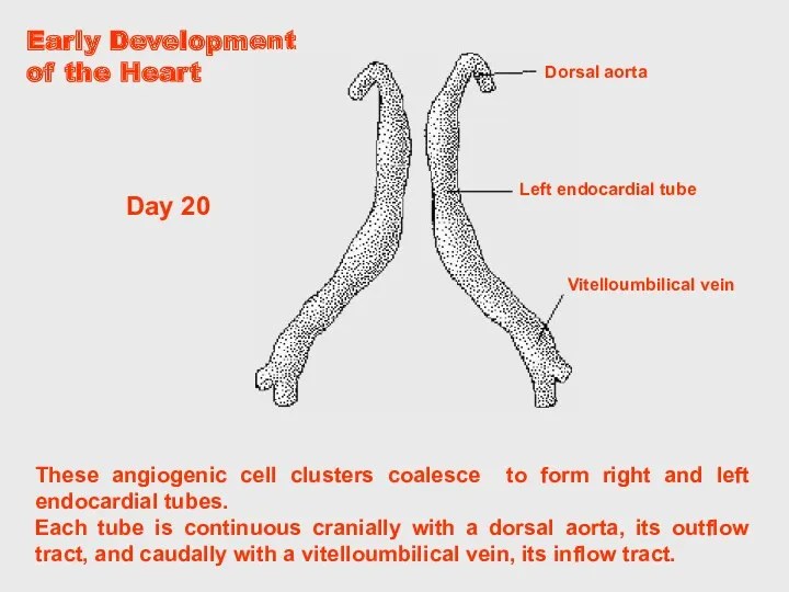 These angiogenic cell clusters coalesce to form right and left