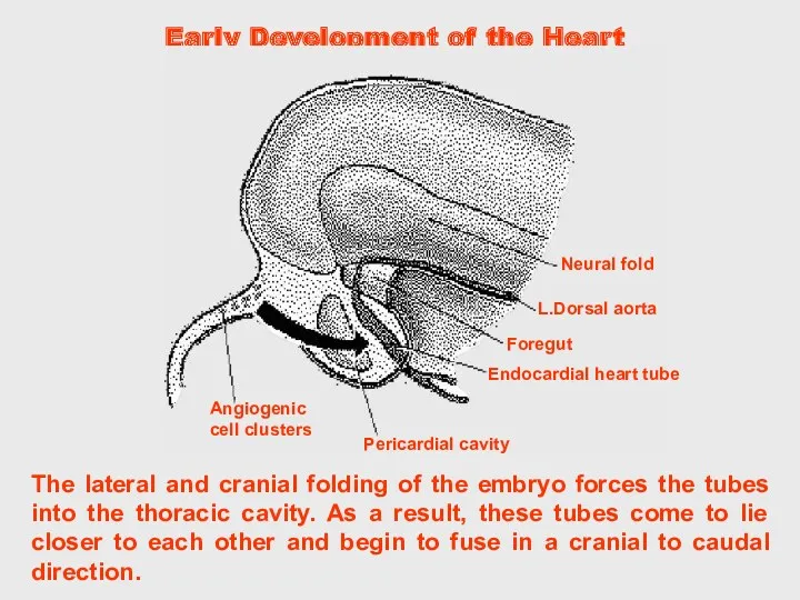 The lateral and cranial folding of the embryo forces the