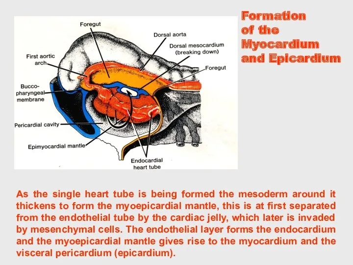 As the single heart tube is being formed the mesoderm