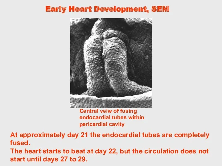 At approximately day 21 the endocardial tubes are completely fused.