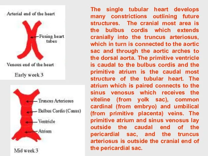 The single tubular heart develops many constrictions outlining future structures.