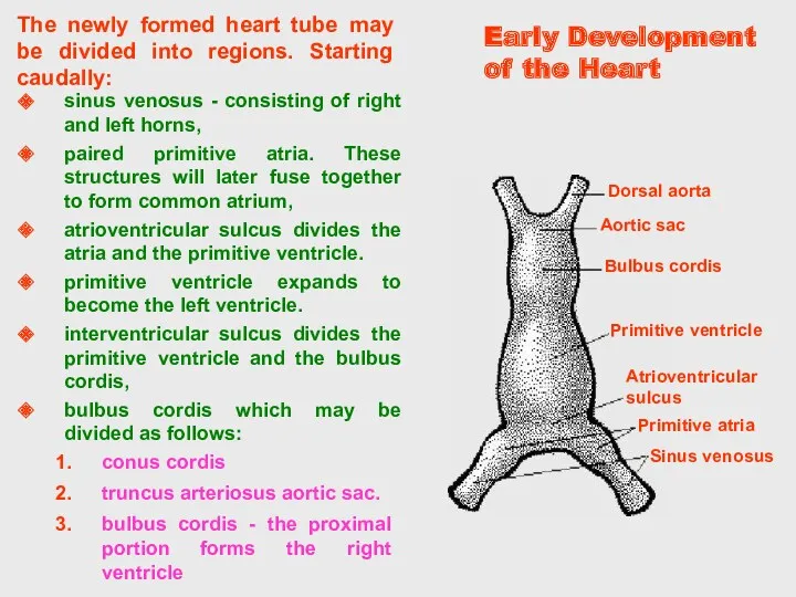 Early Development of the Heart The newly formed heart tube