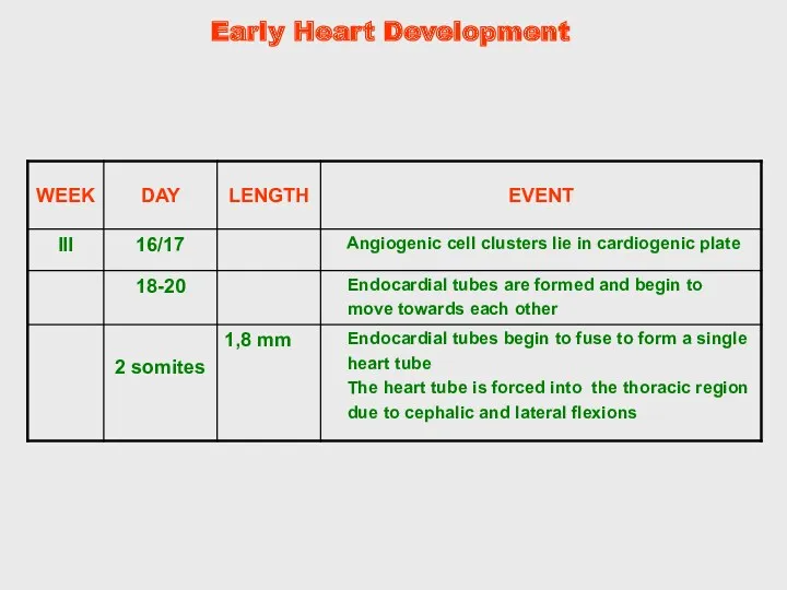 Early Heart Development