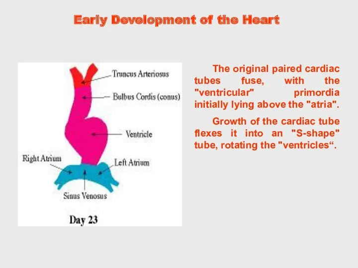 The original paired cardiac tubes fuse, with the "ventricular" primordia