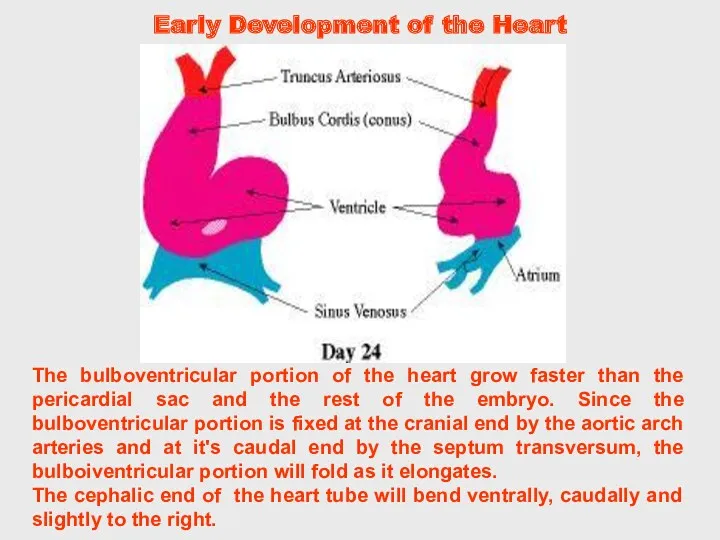 The bulboventricular portion of the heart grow faster than the