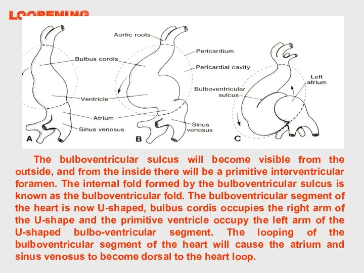 The bulboventricular sulcus will become visible from the outside, and