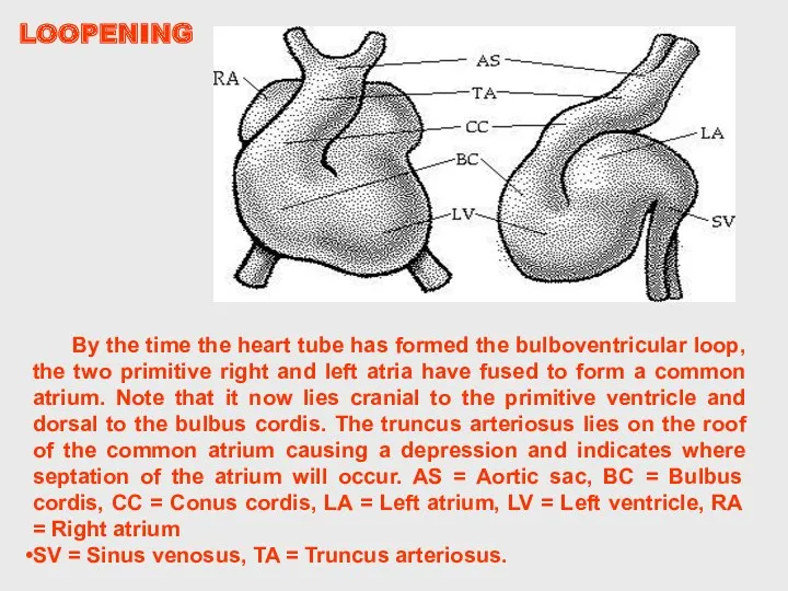 By the time the heart tube has formed the bulboventricular