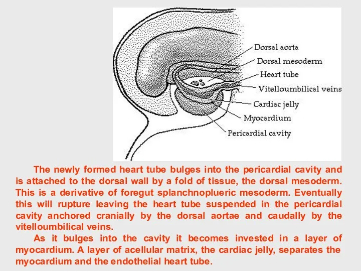 The newly formed heart tube bulges into the pericardial cavity