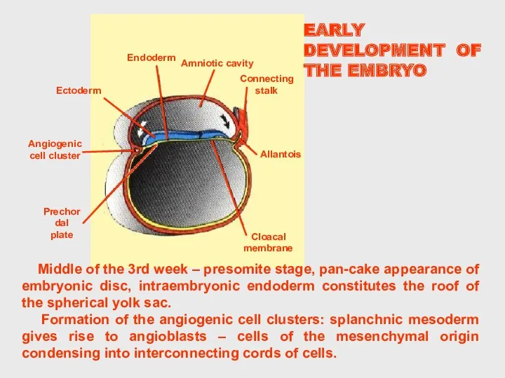 EARLY DEVELOPMENT OF THE EMBRYO Middle of the 3rd week