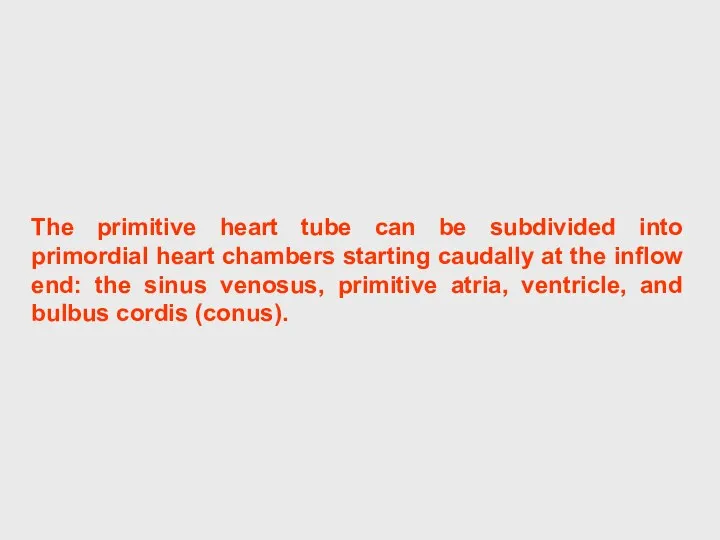 The primitive heart tube can be subdivided into primordial heart